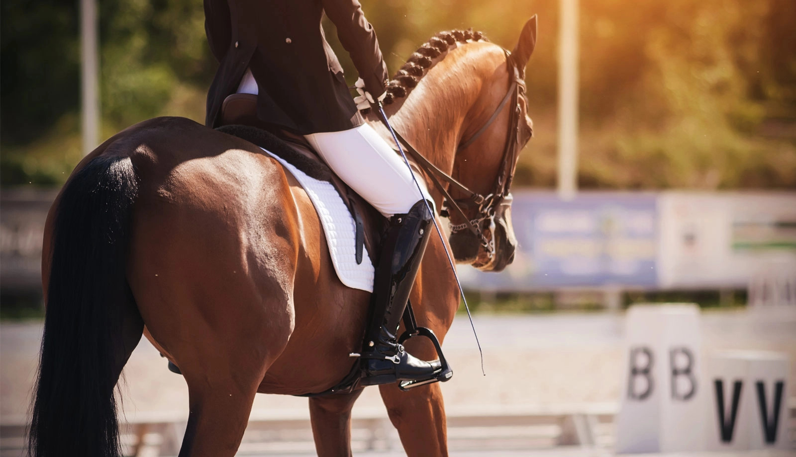 media.Offerta-Riviera-Horses-Hotel-Queen-Mary-Cattolica